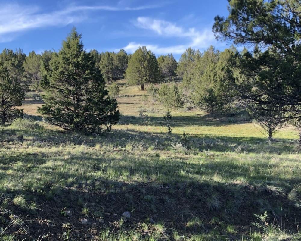 Sunshine Ridge 40 Acres Land For Sale Martin Outdoor Property Group